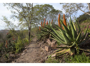 Aloe Garden